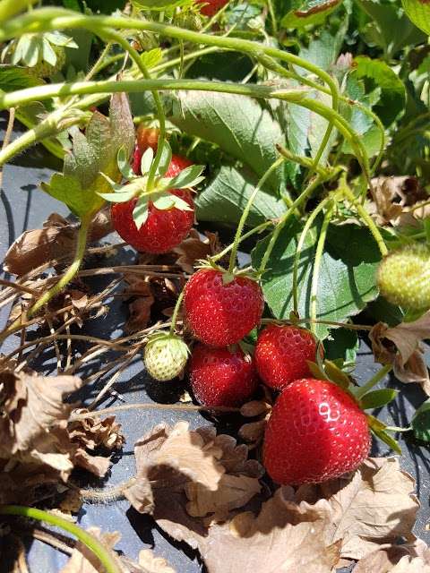 Photo: Pick Your Own Strawberry Farm